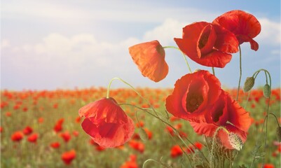 Obraz premium Beauty in nature.