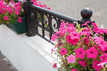 Forged street fence decorated with flowerpots. Vivid pink flowers decoration
