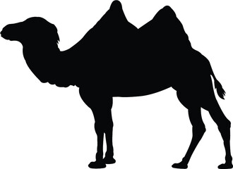 vector illustration of a camel