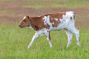 Naklejka na ściany i meble Frisian red-and-white Dutch calf.