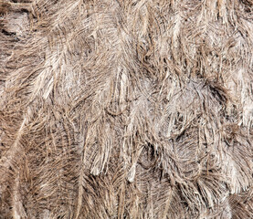 Ostrich feathers as abstract background.