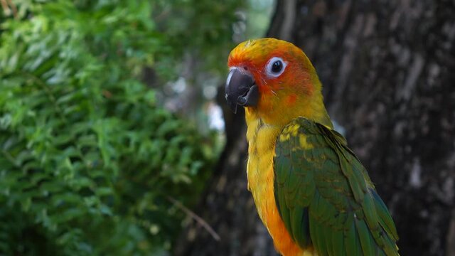 beautiful parrot colorful bird in natural
