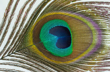 Peacock feather.