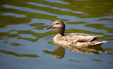 Portrait of a duck in a pond.