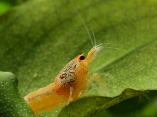 Schöne Caridina Garnelen im Aquarium