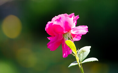 Obraz premium Beautiful rose in the park.