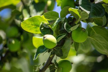 Green apple in the garden.