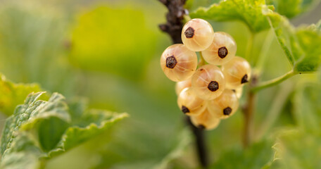 White currants in a vegetable garden at sunset.