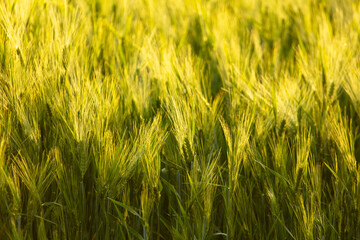 Green ears of wheat at sunset.