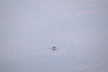 Water skipper causing ripples in a pond's water