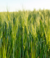 Fototapeta na wymiar Green ears of wheat at sunset.