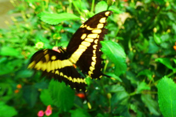 papillon