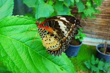 papillon
