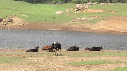 cattle feeding in river bank