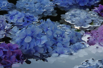 水の中の紫陽花