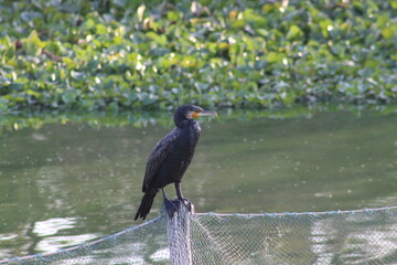 Great cormorant sitting by the lake