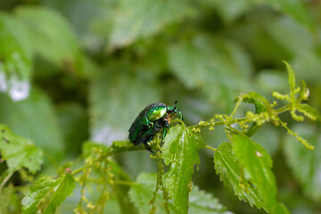 Rose beetle on a leaf