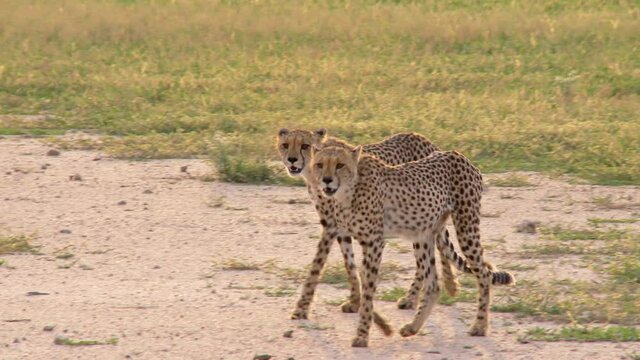 A wide shot of two Cheetahs walking side by side over the open plains in the Kalahari, Botswana.