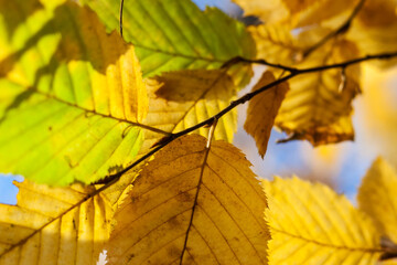 Dry yellow leaves on a branch against the blue sky background in autumn fall on a sunny day.
