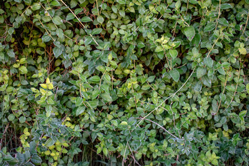 pared verde con hojas, hojas verdes 
