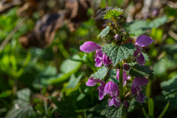 dead nettle in the sun and spring