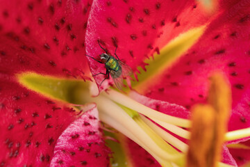 fly on pink flower