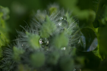 drops of dw on a blossom macro view