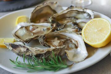 Opened oysters on the white plate with lemon slices and rosemary, close-up