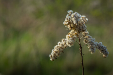 soft white blossom with green