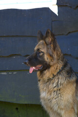German Shepherd Dog Portrait