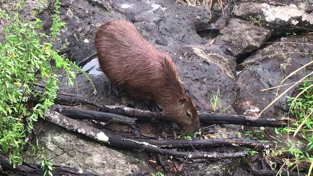 Spectacular wildlife scene above one wild large brown furry capibara, giant cavy rodent, walking and eating green vegetation on wet rocky grasslands on sunny day, Argentina, handheld portrait