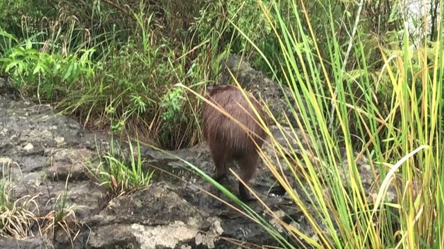 Single wild large brown furry capibara, giant cavy rodent, walking on wet rocky grasslands on sunny day, Argentina, handheld behind pan