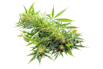 Cannabis-Pflanze, Krone mit Buds und Blättern, isoliert.
