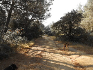 walk in the park