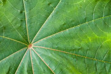 Fresh green leaf with veins close