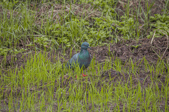 pigeon on the grass, Indian pigeon on farm in search of food, pigeon giving pose for photoshoot, beautiful wild pigeon on forest, bird of lovers, Indian Kabutar