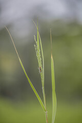 grass in the wind, green grass in the wind, green grass in a field, insect sitting on grass, micro insect on grass, closup short