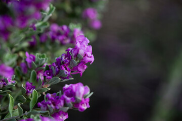Blossoming sprigs of rose purple Texas Sage