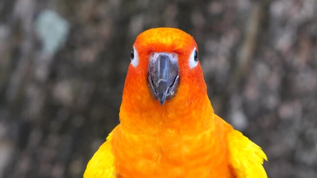 Beautiful small parrot Cute and colorful