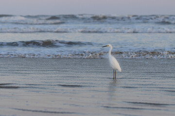 Pássaro branco, garça, observando e procurando por alimento na praia de Guaratuba, Bertioga, Brasil. 
