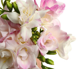Bouquet of beautiful freesia flowers on white background, closeup