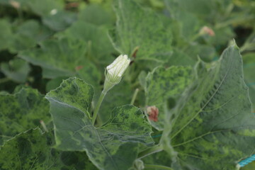 Gourd flowers in the vegetable garden