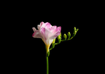 Fototapeta na wymiar Beautiful tender freesia flower on black background