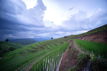 Rice fields in the rainy season in northern Thailand.