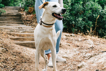 Cream colored dog being walked on a park by a young person. Concept of new normal outdoors.