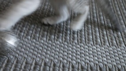 Cute baby cat plays with metal ball toy, rolling on the carpet, detal