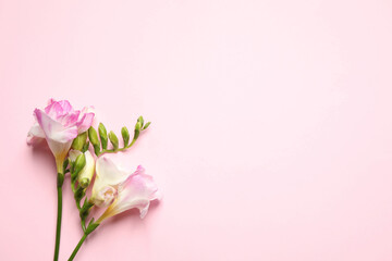 Beautiful blooming freesias on pink background, flat lay. Space for text