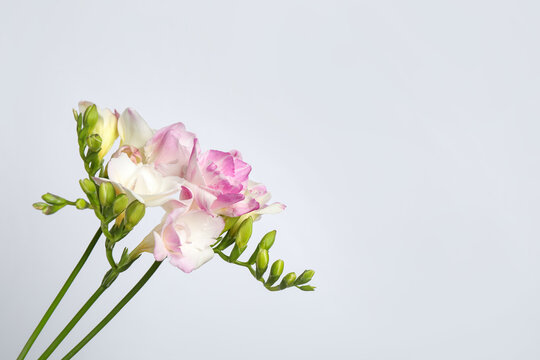 Beautiful blooming pink freesias on light background. Space for text
