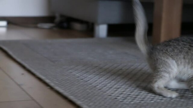 Cute gray baby cat plays with metal ball toy on carpet, detail