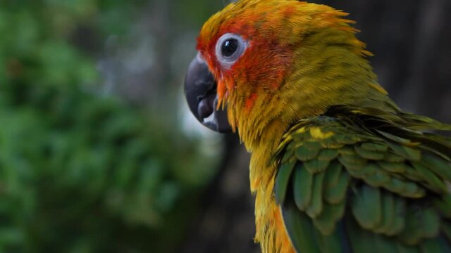 beautiful parrot colorful bird in natural